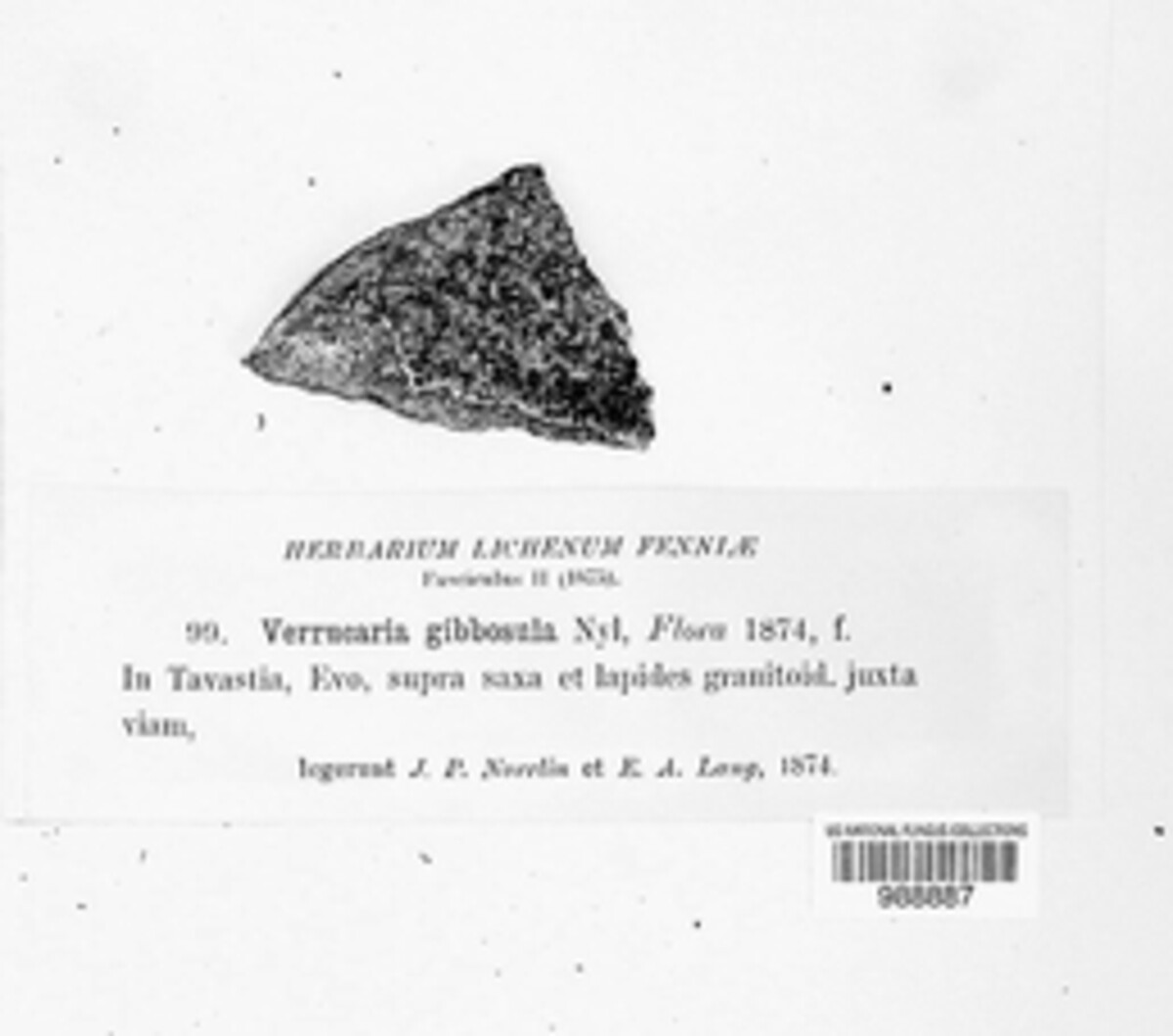 Verrucaria gibbosula image